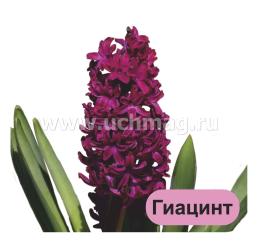 Луковичные и клубневые садовые цветы: 12 развивающих карточек с красочными картинками, стихами и загадками для занятий с детьми — интернет-магазин УчМаг