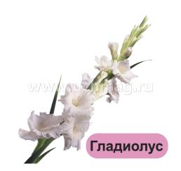 Луковичные и клубневые садовые цветы: 12 развивающих карточек с красочными картинками, стихами и загадками для занятий с детьми — интернет-магазин УчМаг